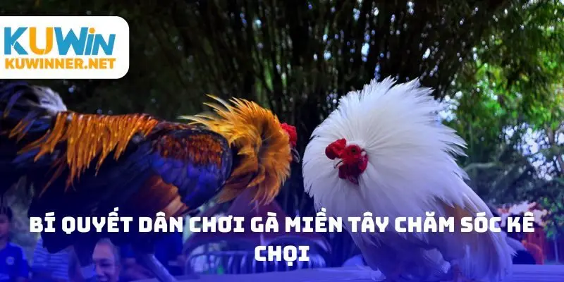 Bí quyết dân chơi gà miền tây chăm sóc kê chọi