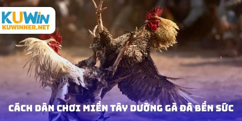 Cách dân chơi miền Tây dưỡng gà đá bền sức