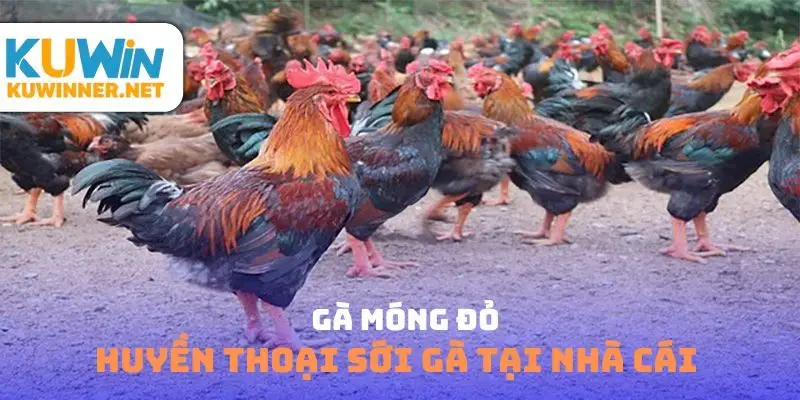 Gà móng đỏ