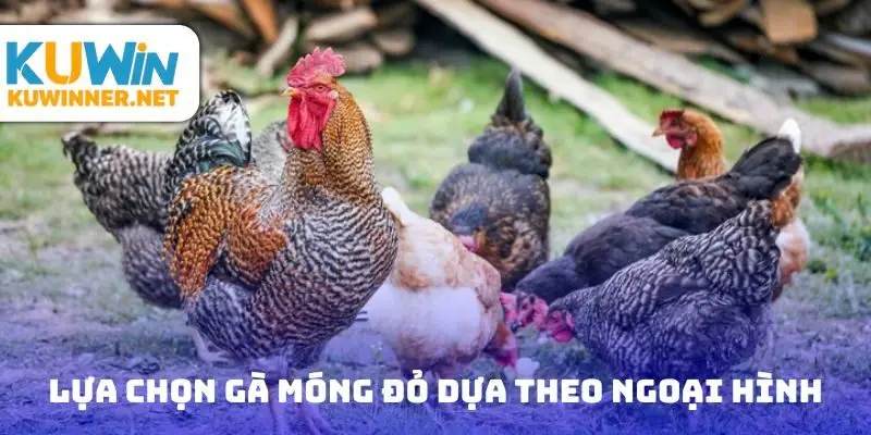 Lựa chọn gà móng đỏ dựa theo ngoại hình