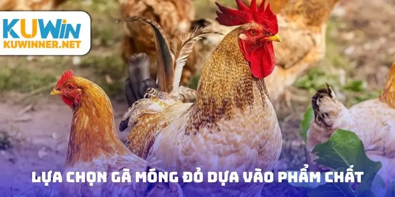 Lựa chọn gà móng đỏ dựa vào phẩm chất
