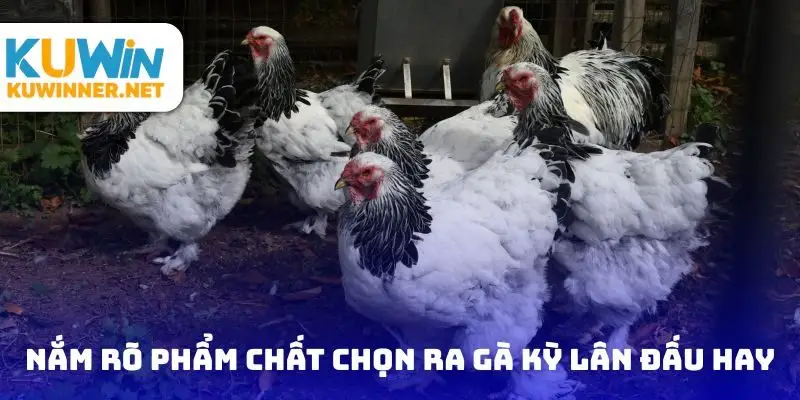Nắm rõ phẩm chất để chọn ra gà kỳ lân đấu hay