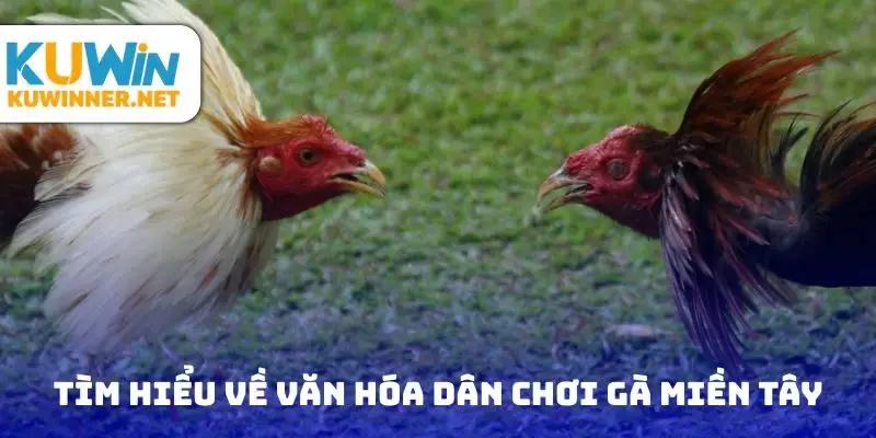 Tìm hiểu về văn hóa dân chơi gà miền tây