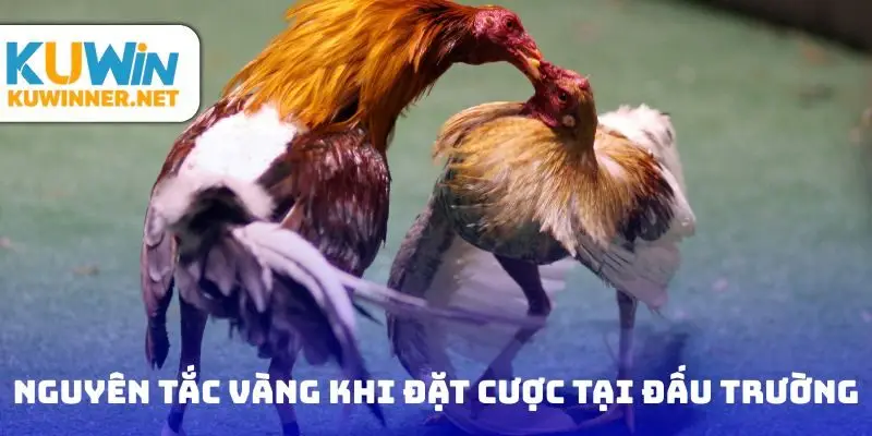 Nguyên tắc vàng khi tham gia cược tại đấu trường